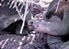 14 1984 2 Galapagos
